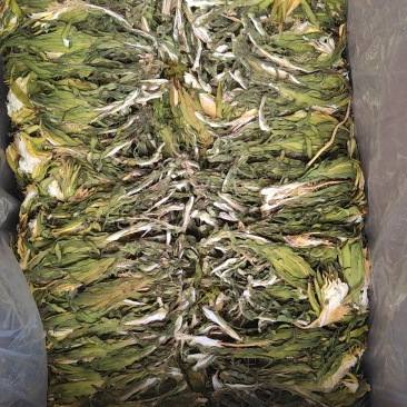 【精品干霸王花】广东基地直供质量保证一手货源欢迎订购