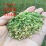 棒棒草种子小龙虾养殖苦梗草菵草冬季秋季棒棒草籽虾塘棒棒草