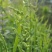 棒棒草种子小龙虾养殖苦梗草菵草冬季秋季棒棒草籽虾塘棒棒草