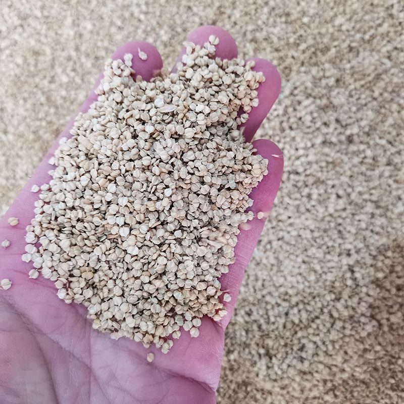 棒棒草种子小龙虾养殖苦梗草菵草冬季秋季棒棒草籽虾塘棒棒草