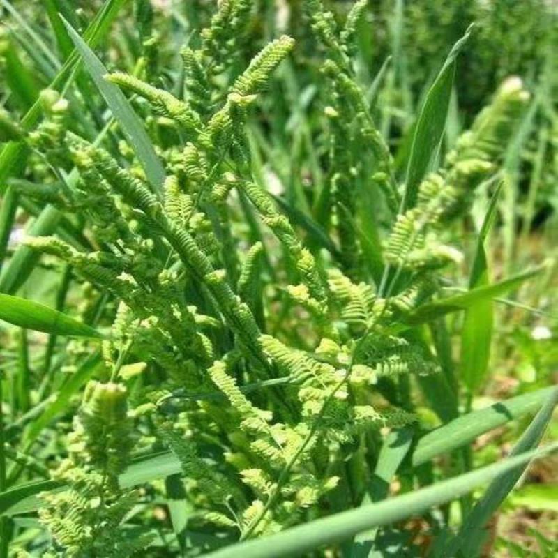 棒棒草种子小龙虾养殖苦梗草菵草冬季秋季棒棒草籽虾塘棒棒草