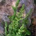 棒棒草种子小龙虾养殖苦梗草菵草冬季秋季棒棒草籽虾塘棒棒草