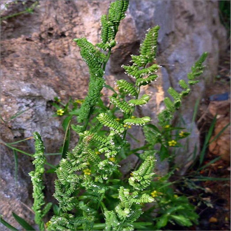 棒棒草种子小龙虾养殖苦梗草菵草冬季秋季棒棒草籽虾塘棒棒草