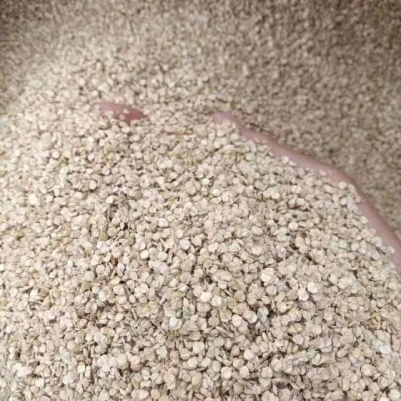 棒棒草种子小龙虾养殖苦梗草菵草冬季秋季棒棒草籽虾塘棒棒草