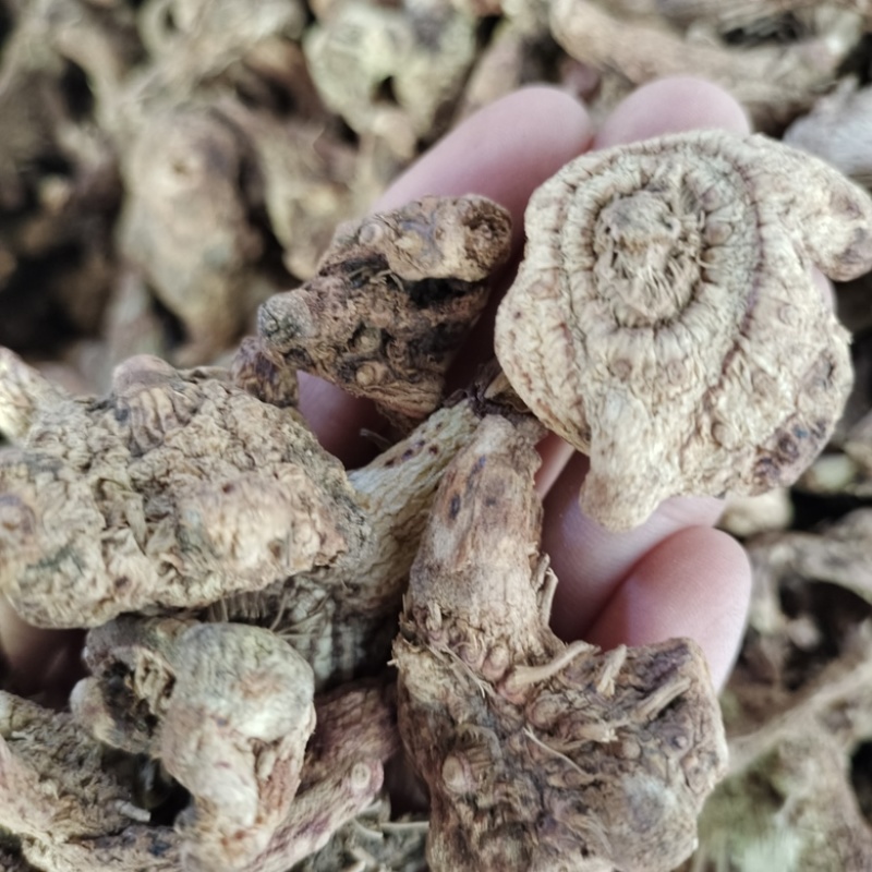 批发白芨