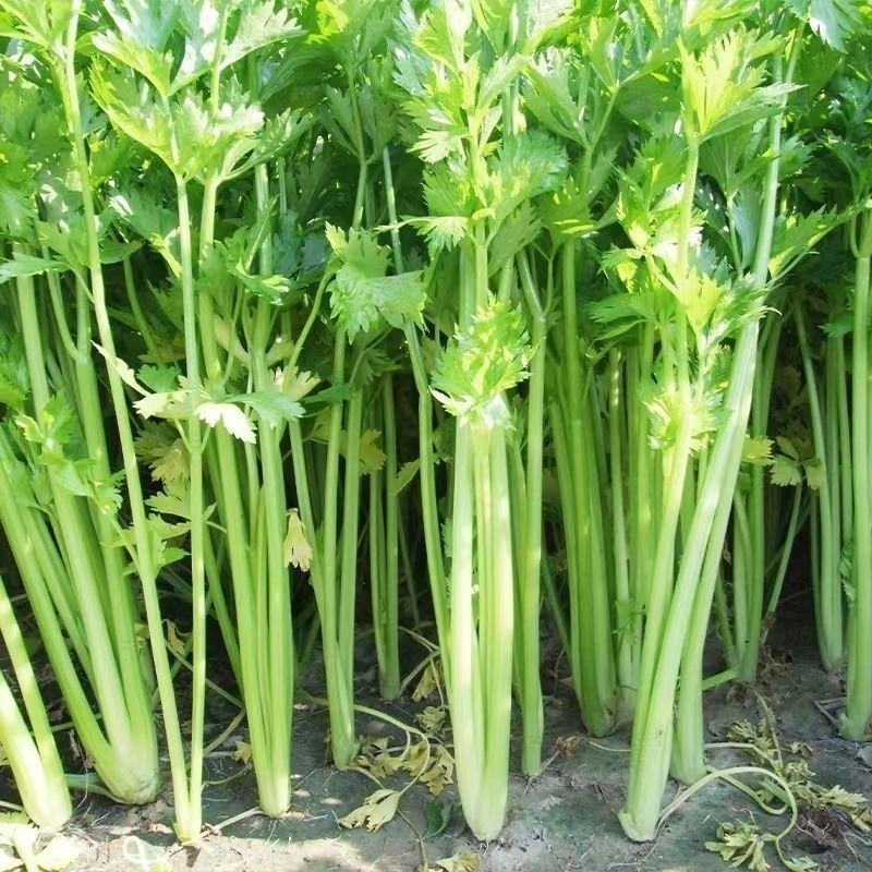 正宗西芹芹菜根芹菜根新鲜现挖