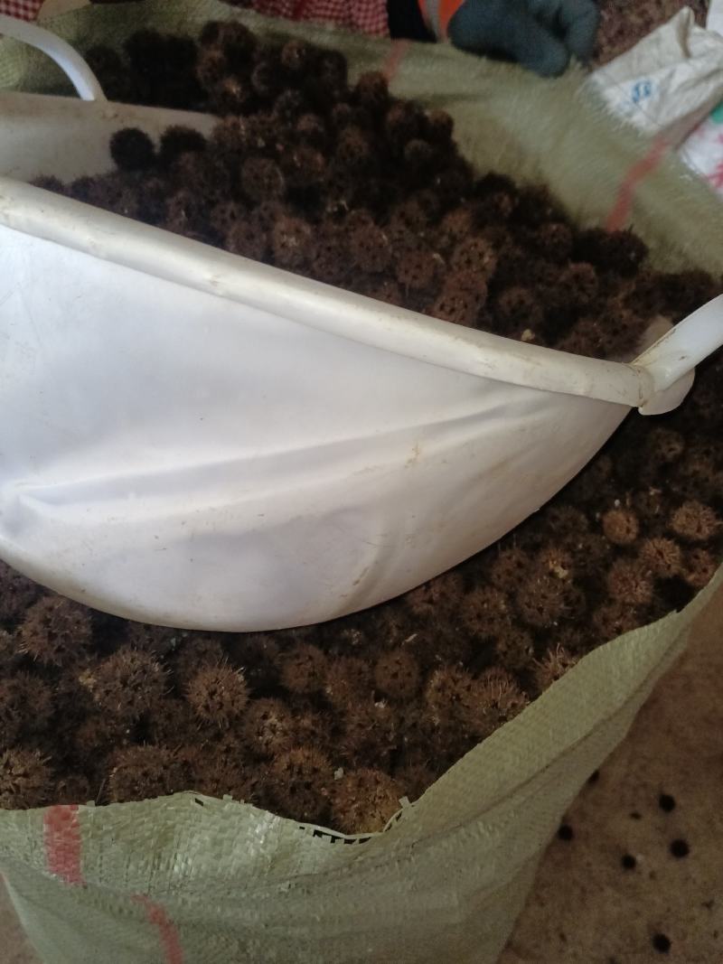 枫香果，路路通