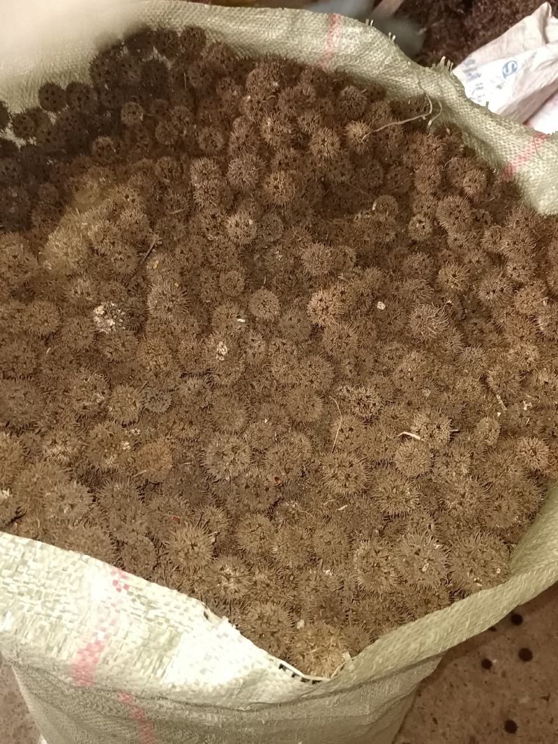 枫香果，路路通