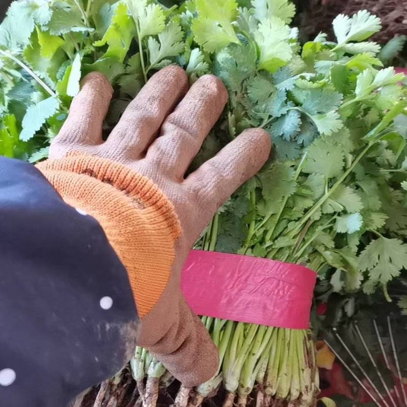 [官方自营]香菜