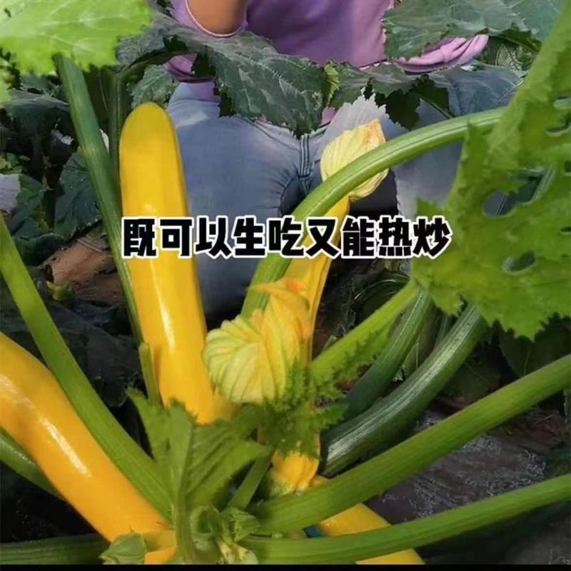 松田黄金贵妃香蕉西葫芦种子黄贵妃种籽黄色金皮四季蔬菜孑水