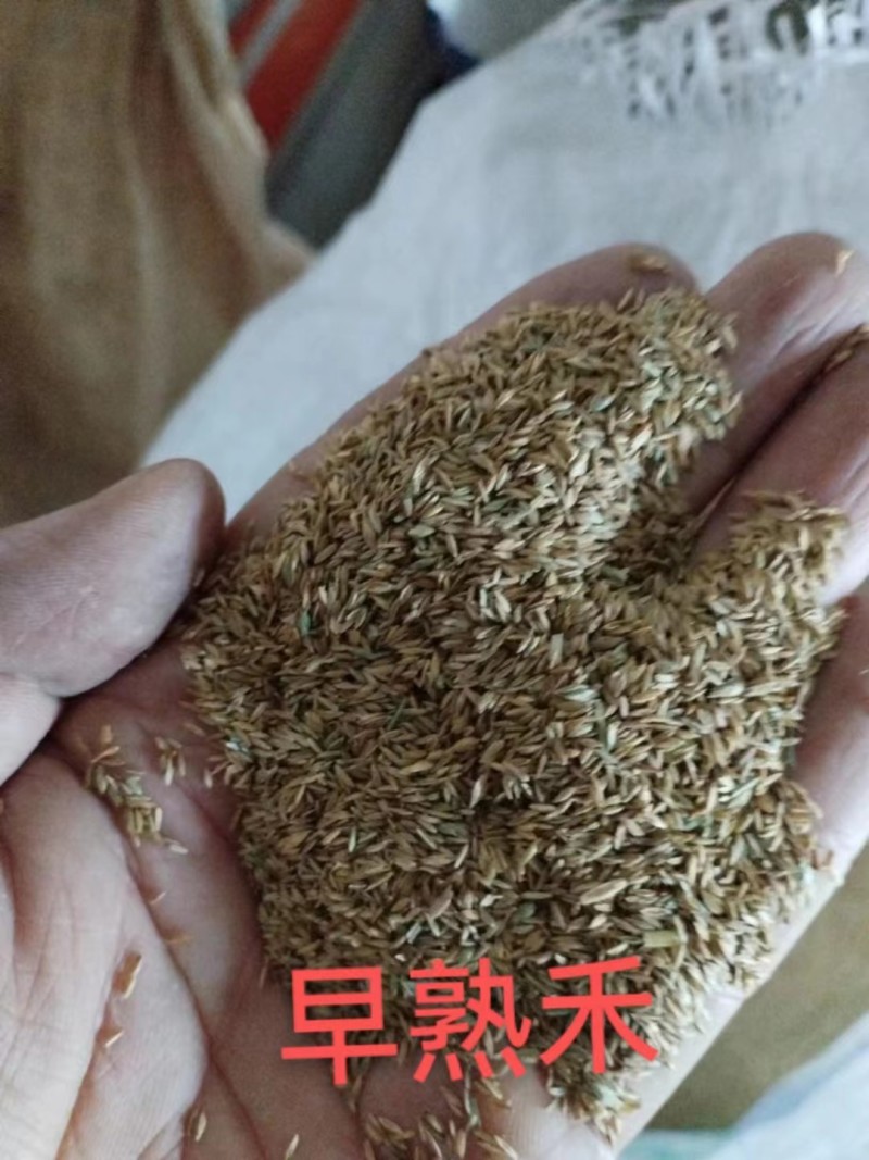 [官方自营]草坪草