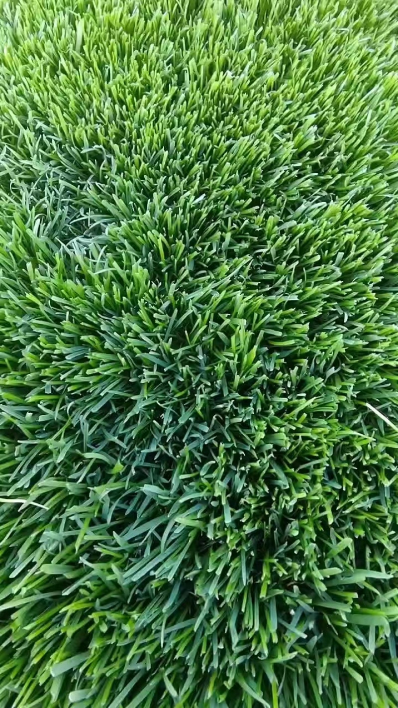 [官方自营]草坪草