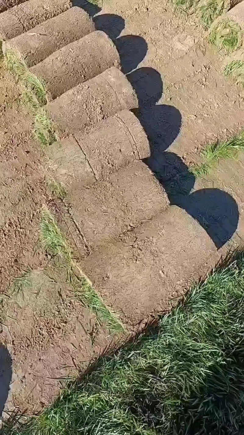 [官方自营]草坪草