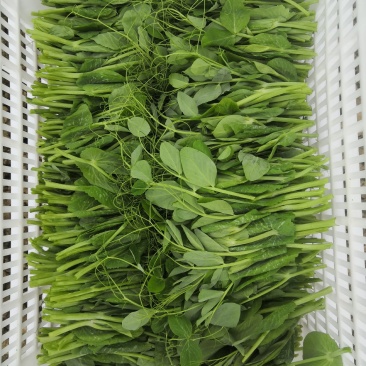 豌豆尖