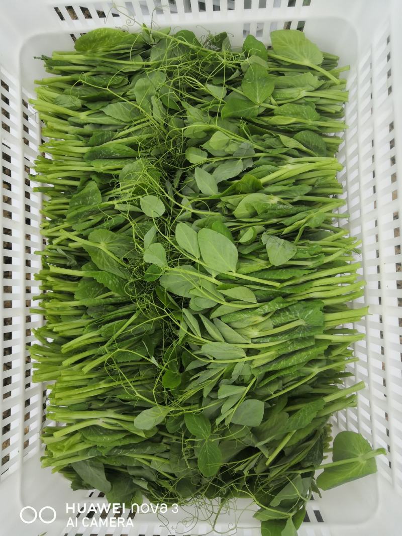 豌豆尖