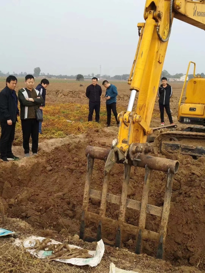 [官方自营]铁棍山药