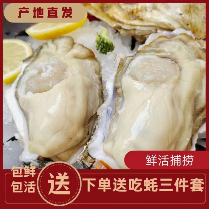 包邮特大生蚝鲜活新鲜海蛎子10特大海鲜牡蛎肉水产5斤批发
