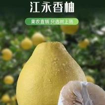 【包邮】湖南郴州江永香柚供应保质保量皮薄肉厚对接全国