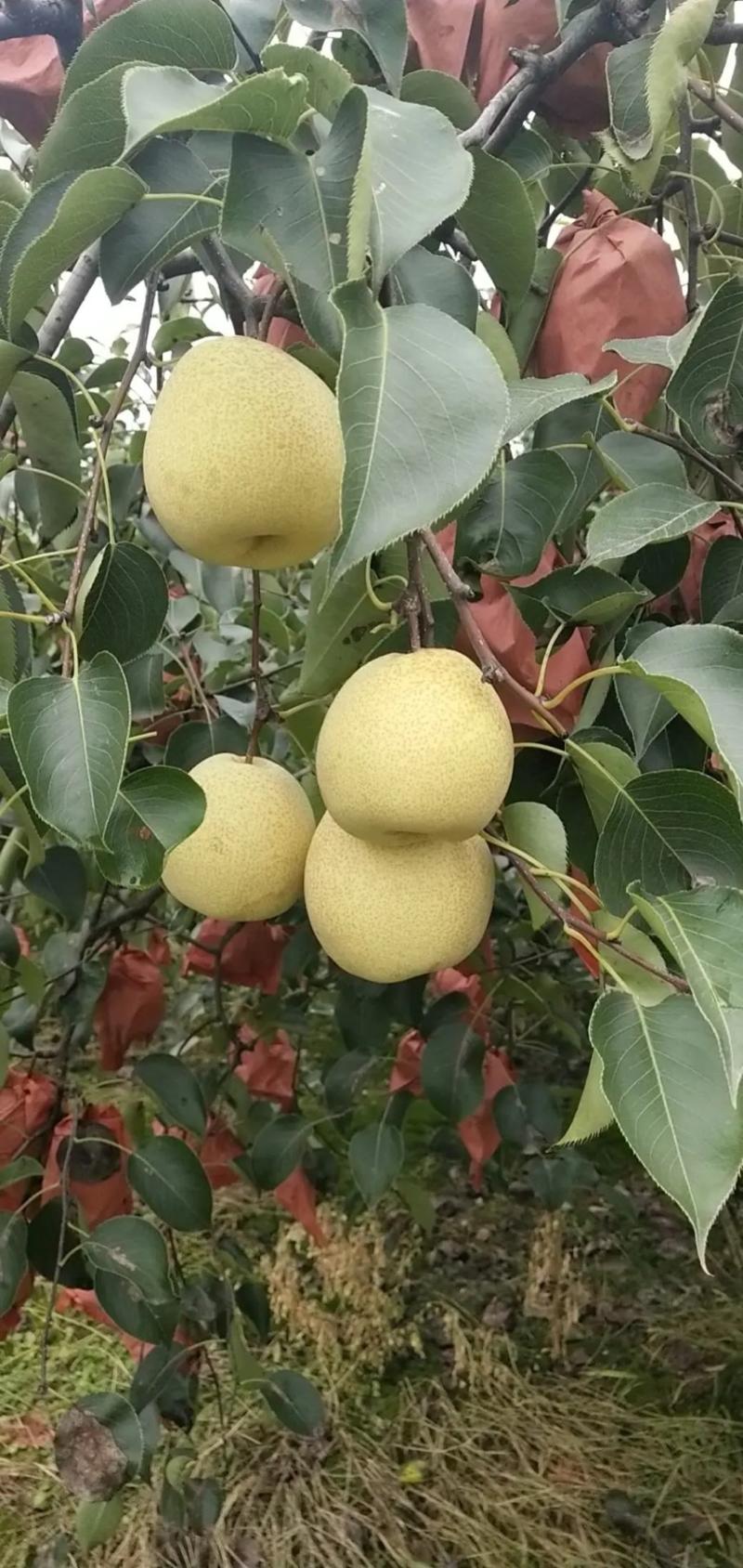 陕西精品酥梨产地直发自家种植欢迎咨询合作