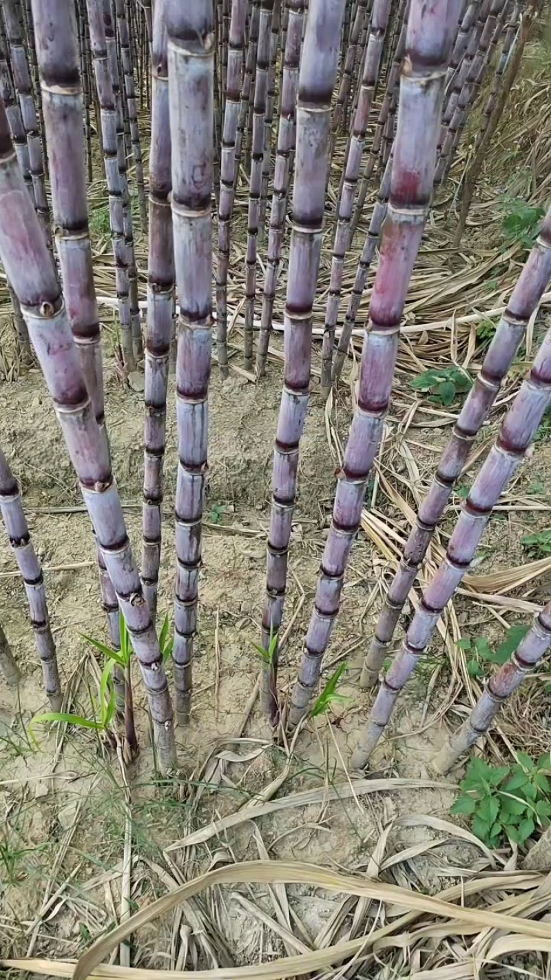 贵州紫皮甘蔗大量上市，蔗果汁，现砍现批一手货源没有中间