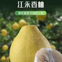 【推荐】湖南香柚/湘柚大量供应产地直发保质保量对接全国市