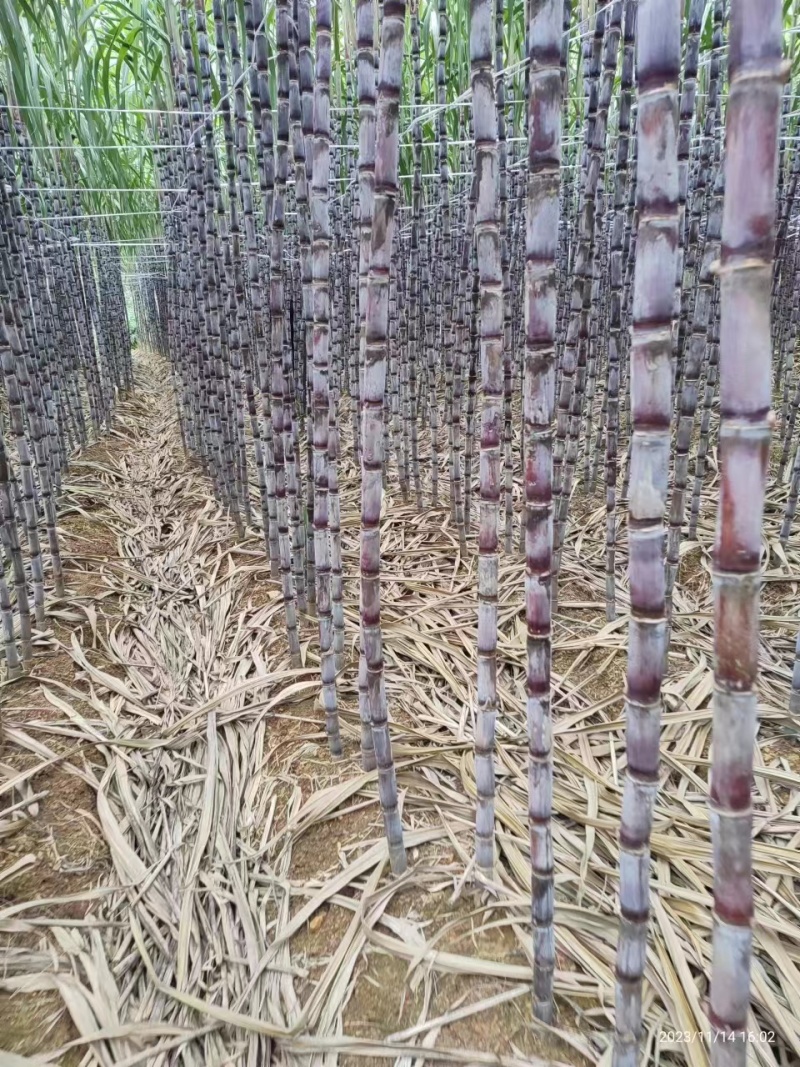 贵州紫皮甘蔗大量上市，蔗果汁，现砍现批一手货源没有中间