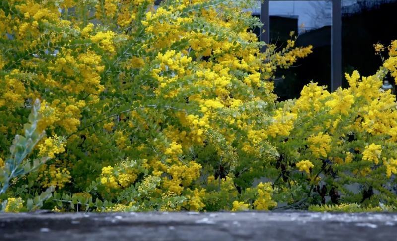 金合欢种子黄花花种籽子路边护坡工程绿化山合欢树马缨花种子