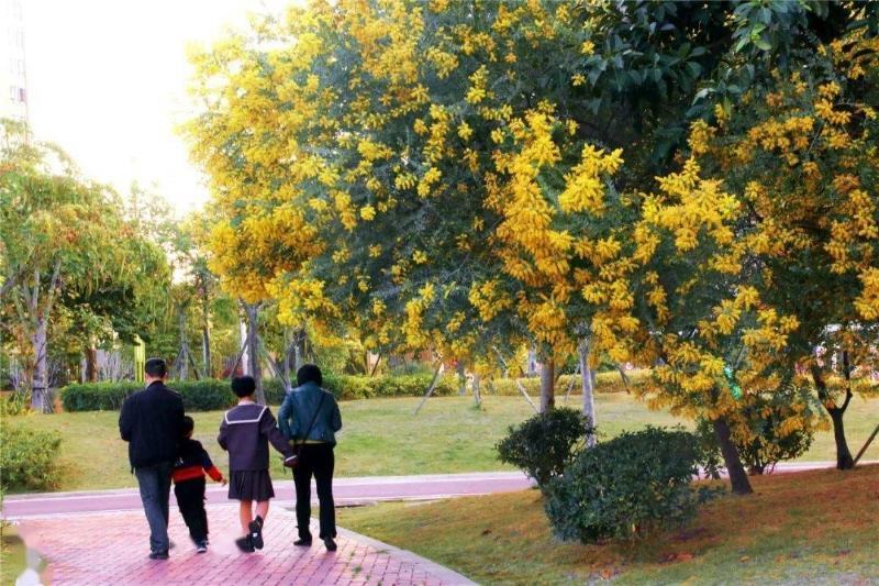 金合欢种子黄花花种籽子路边护坡工程绿化山合欢树马缨花种子