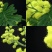 金合欢种子黄花花种籽子路边护坡工程绿化山合欢树马缨花种子