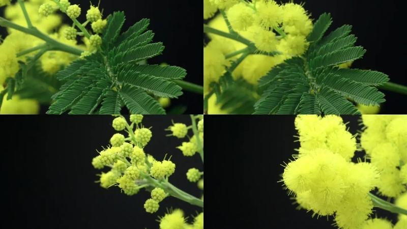 金合欢种子黄花花种籽子路边护坡工程绿化山合欢树马缨花种子
