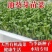 矮油葵种子春夏播瓜子葵花种子产量高出油率高可做芽苗菜种子