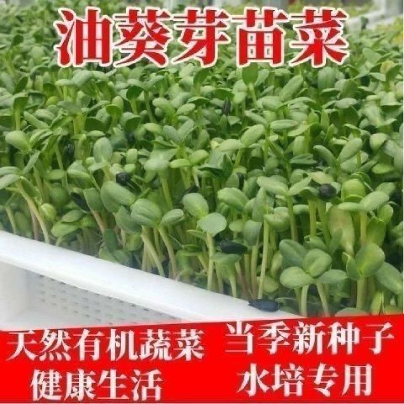 矮油葵种子春夏播瓜子葵花种子产量高出油率高可做芽苗菜种子