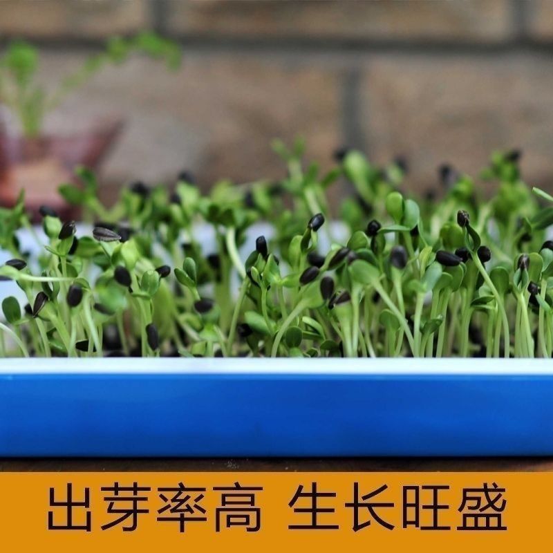 矮油葵种子春夏播瓜子葵花种子产量高出油率高可做芽苗菜种子
