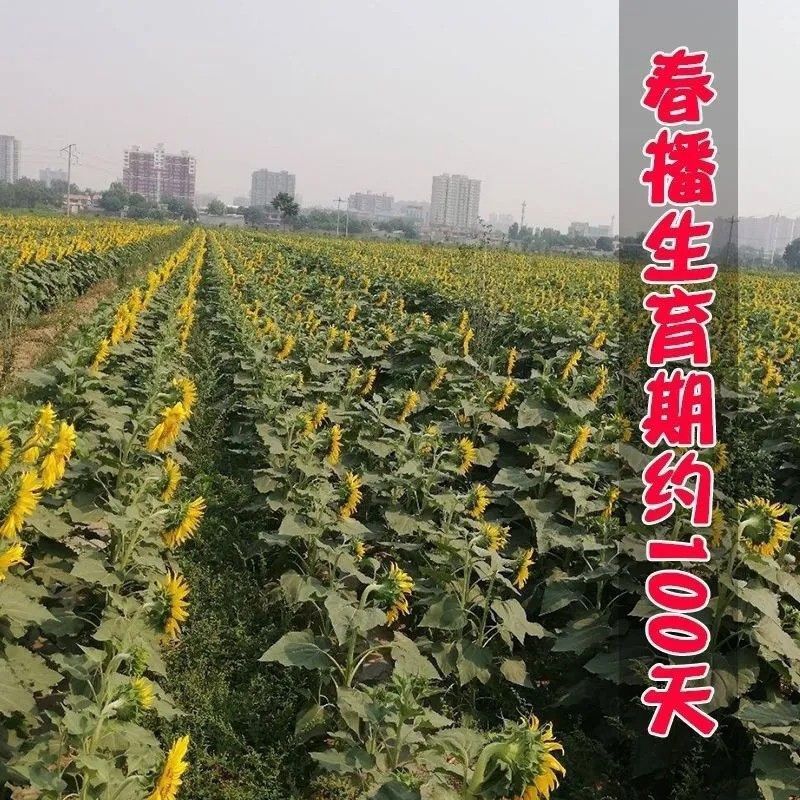 矮油葵种子春夏播瓜子葵花种子产量高出油率高可做芽苗菜种子