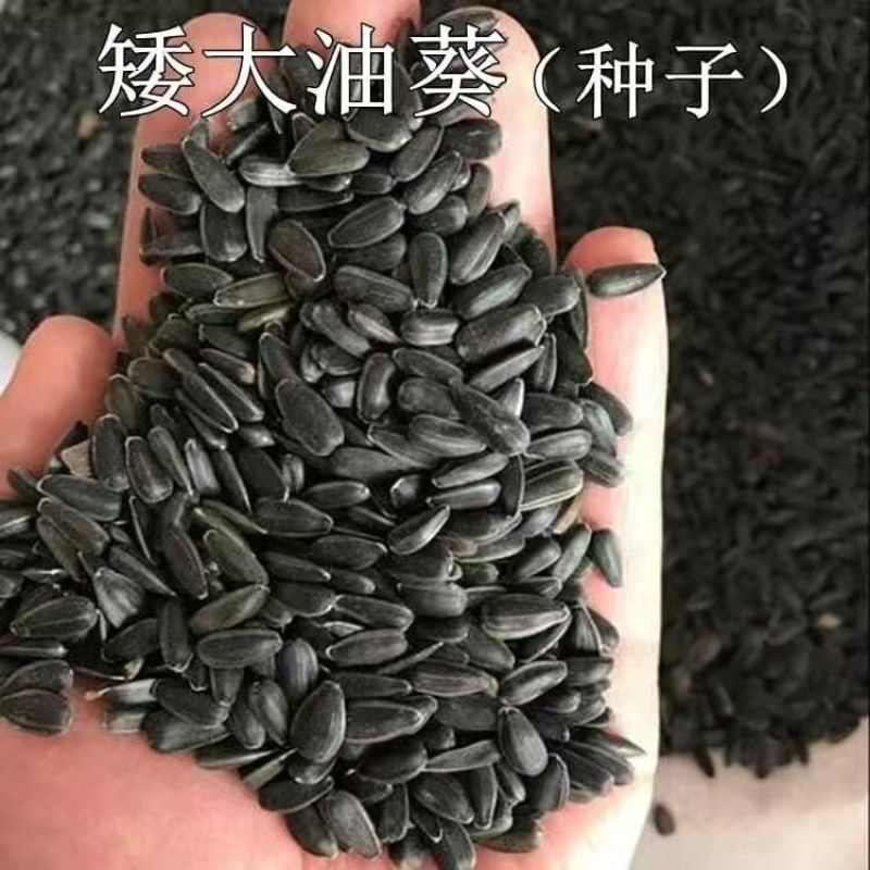 矮油葵种子春夏播瓜子葵花种子产量高出油率高可做芽苗菜种子