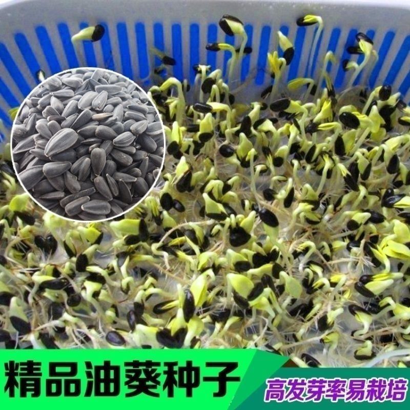 矮油葵种子春夏播瓜子葵花种子产量高出油率高可做芽苗菜种子