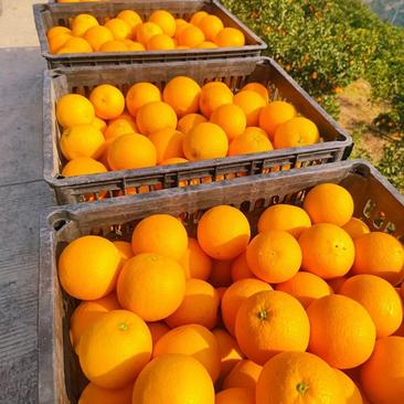红橙湖北脐橙九月红脐橙产区直发对接商超社团代收全国