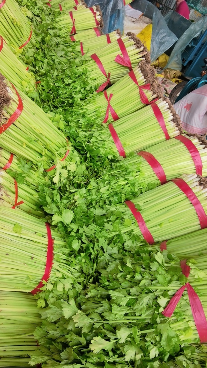 精品小香芹，带跟带泥，大量有货，大量上市。