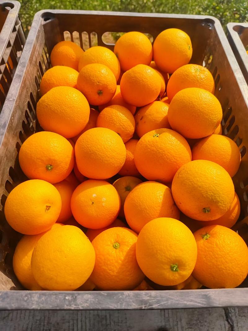 夏橙，脐橙产地直发承接商超市场电商代收代发