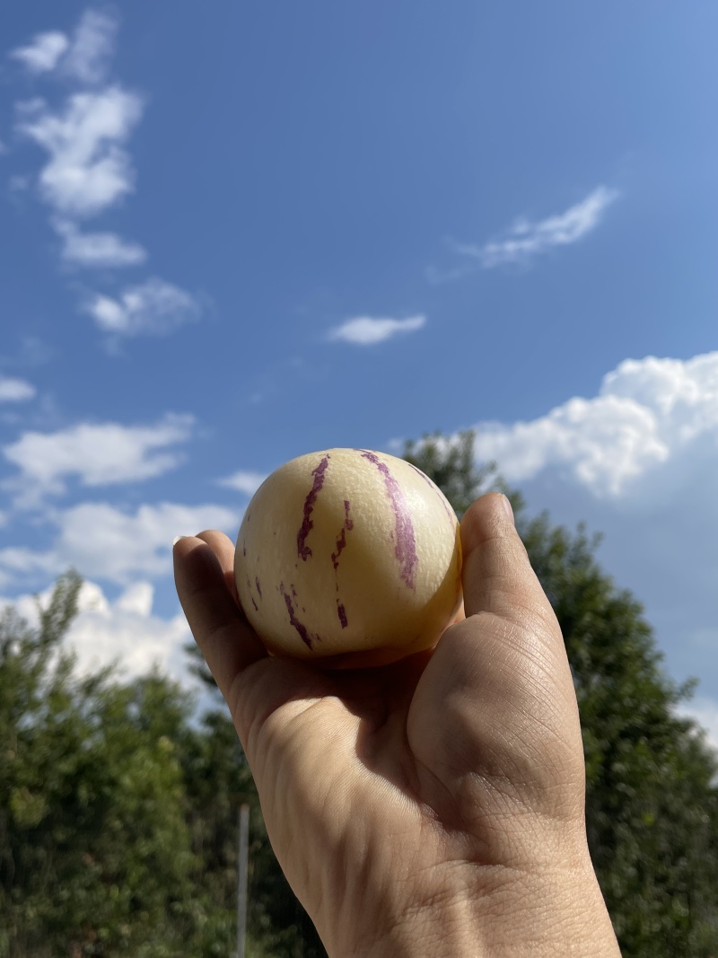 云南反季节人参果