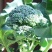 【牛商推荐】西兰花新鲜上市（好货）现摘现发产地货源
