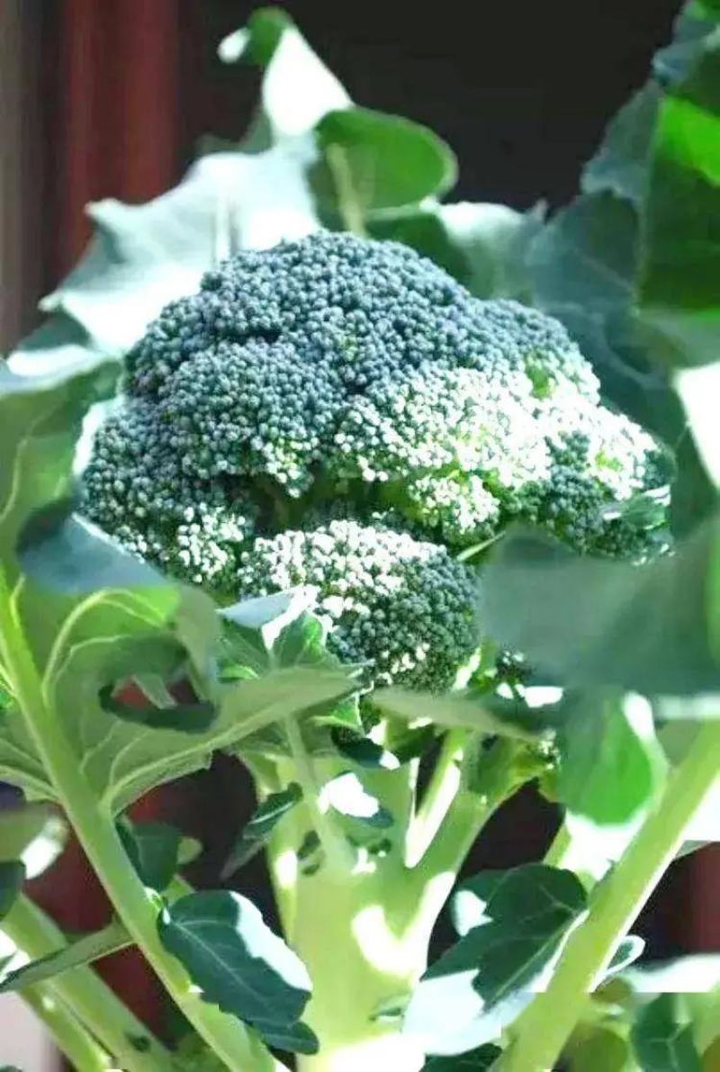 【牛商推荐】西兰花新鲜上市（好货）现摘现发产地货源