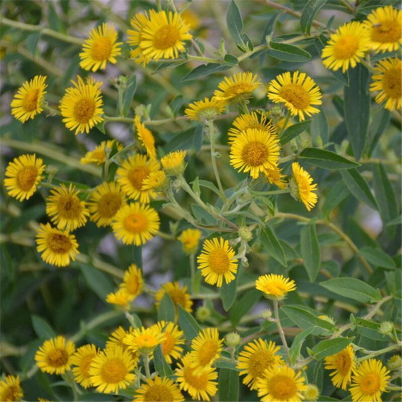 甘野菊种子野菊花种子泡茶小菊花野生菊花白色黄色多年生菊花