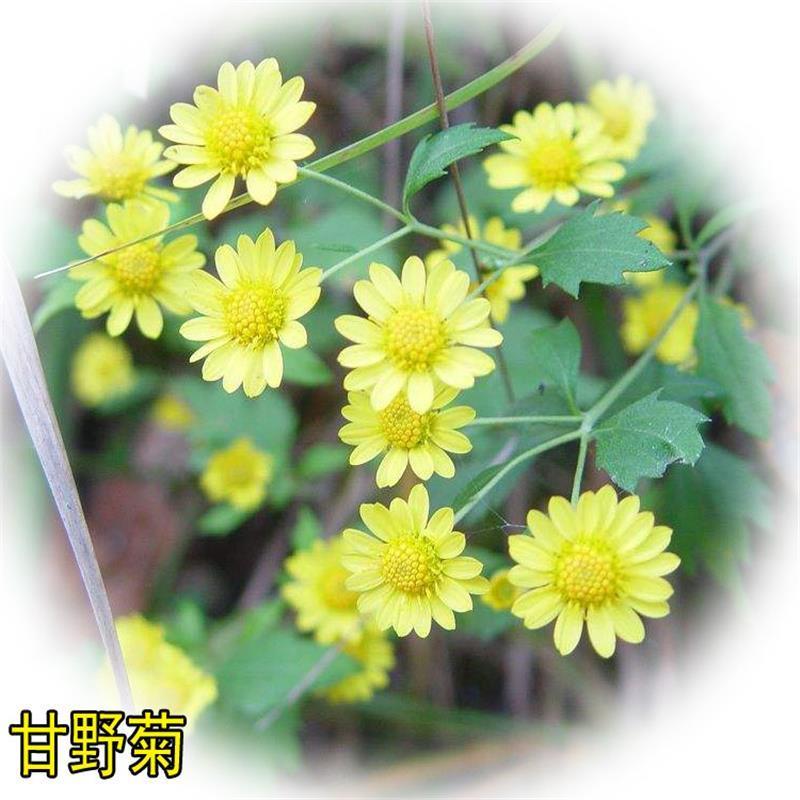 甘野菊种子野菊花种子泡茶小菊花野生菊花白色黄色多年生菊花