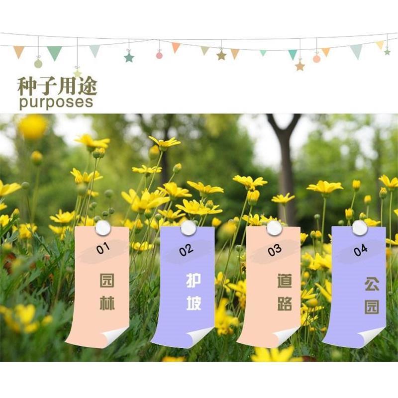 甘野菊种子野菊花种子泡茶小菊花野生菊花白色黄色多年生菊花