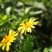 甘野菊种子野菊花种子泡茶小菊花野生菊花白色黄色多年生菊花
