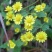 甘野菊种子野菊花种子泡茶小菊花野生菊花白色黄色多年生菊花