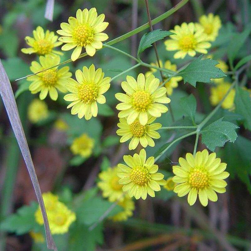 甘野菊种子野菊花种子泡茶小菊花野生菊花白色黄色多年生菊花
