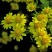 甘野菊种子野菊花种子泡茶小菊花野生菊花白色黄色多年生菊花