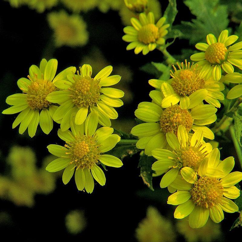 甘野菊种子野菊花种子泡茶小菊花野生菊花白色黄色多年生菊花